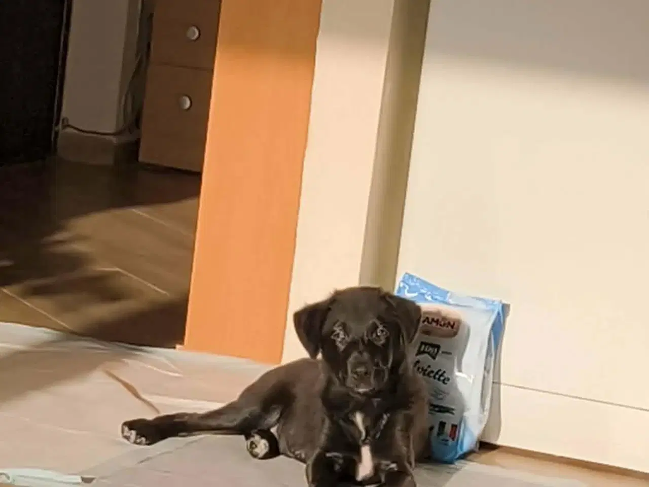 Billede 3 - Lille Atlas søger et hjem 💙