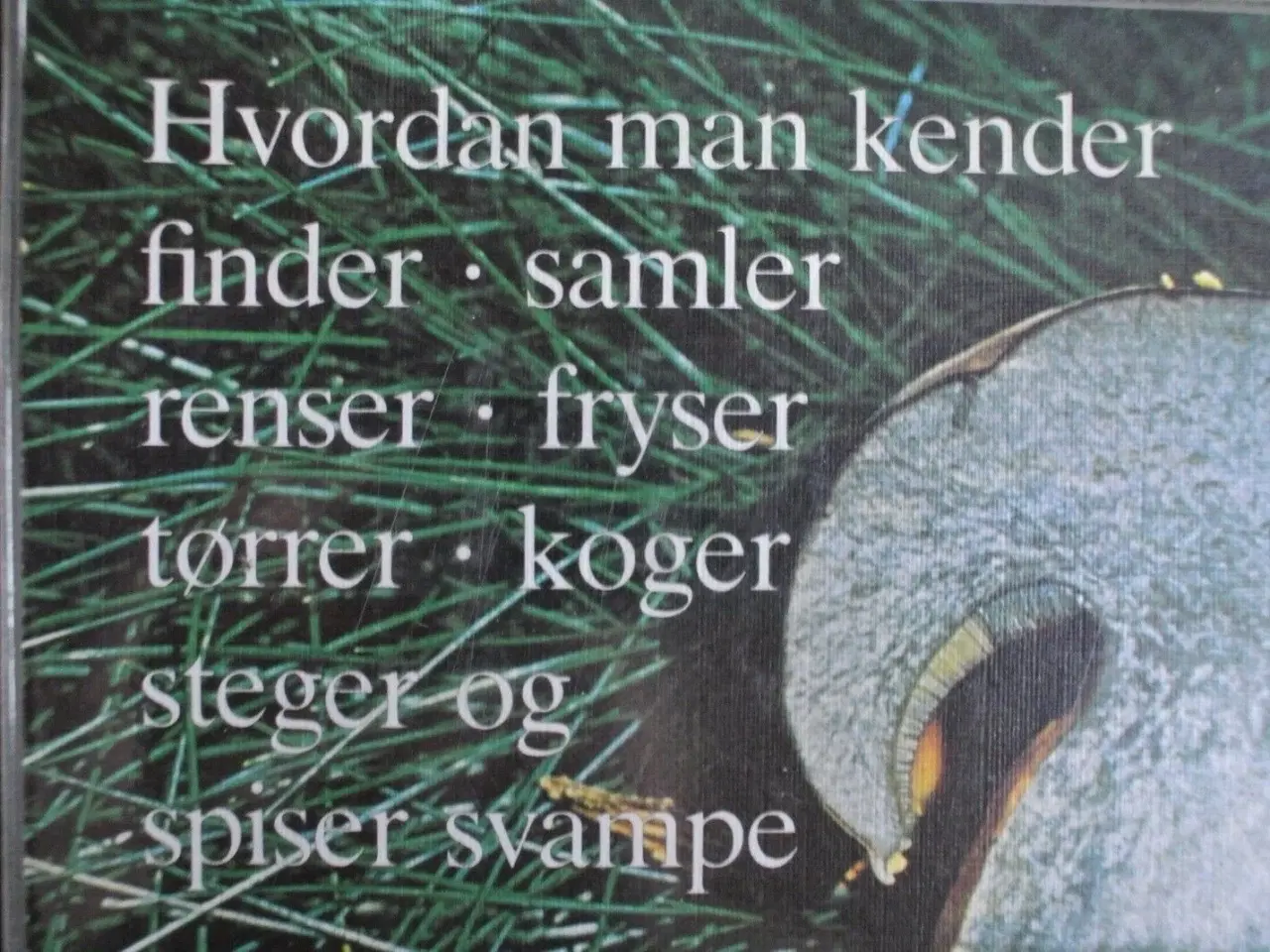 Billede 2 - gode spisesvampe, Af morten og bodil lange, emne: 