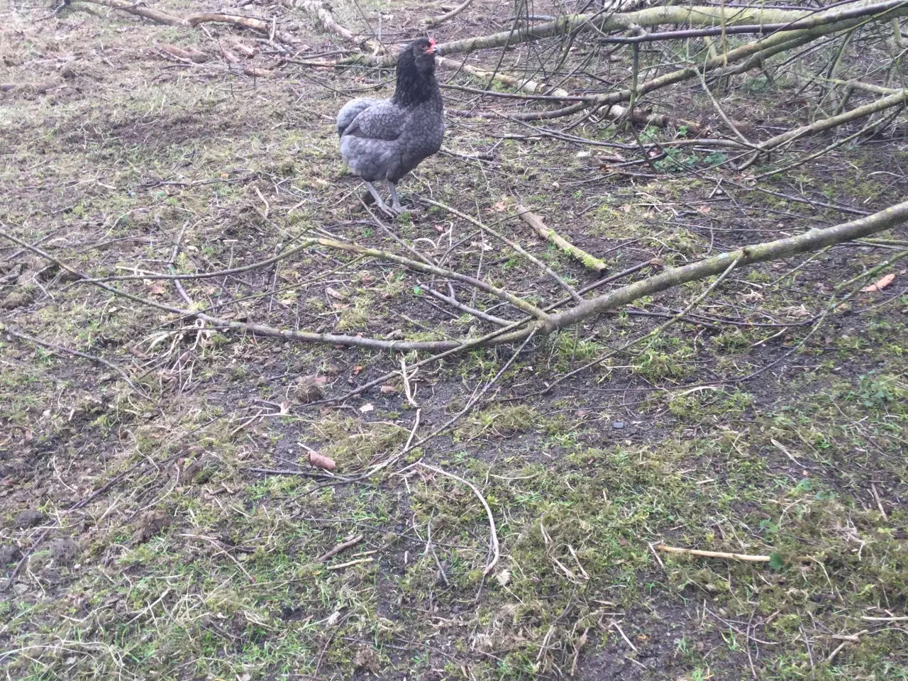 Billede 3 - Araucana og Olivenlægger