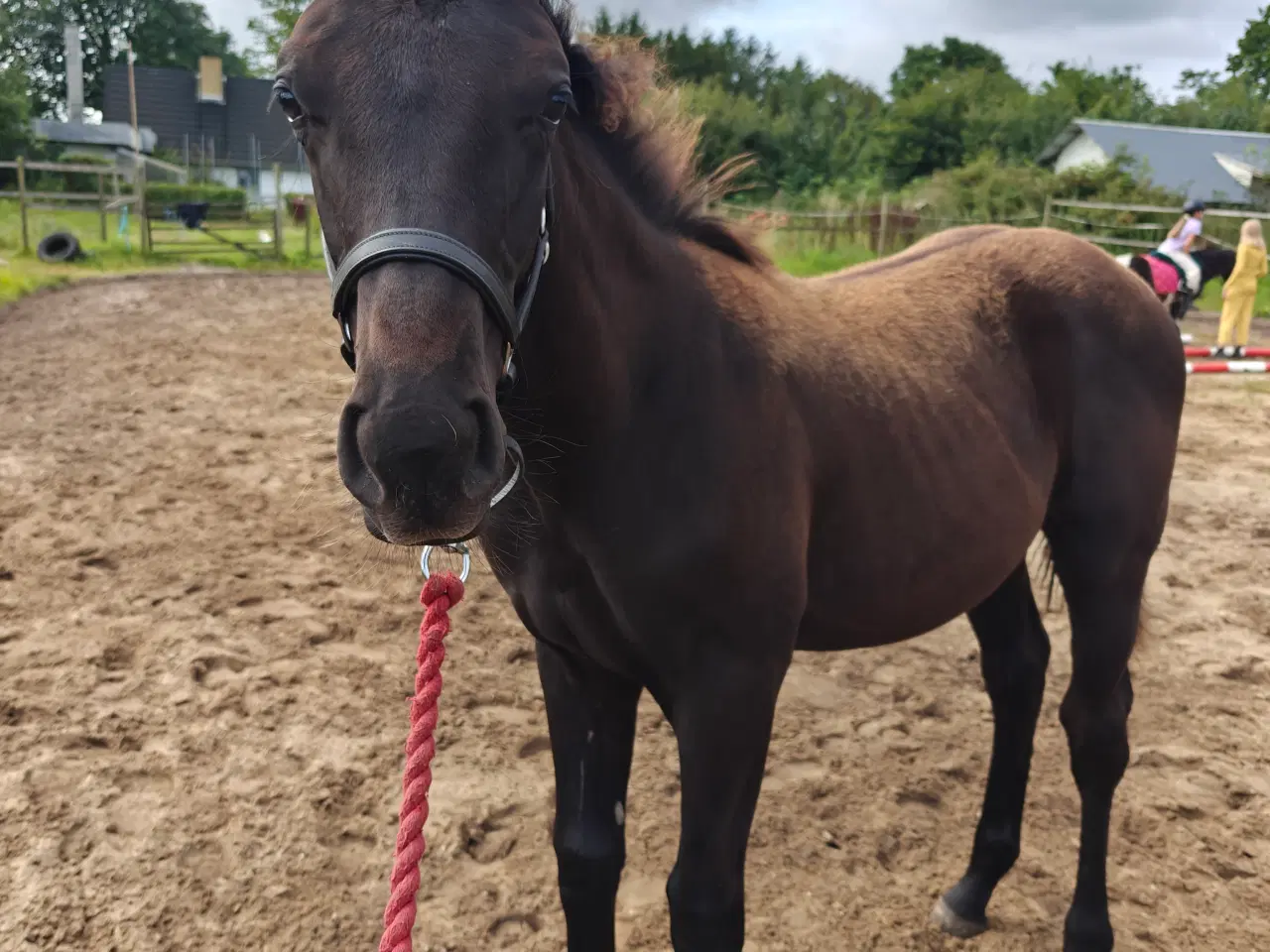 Billede 2 - Føl hingst hest