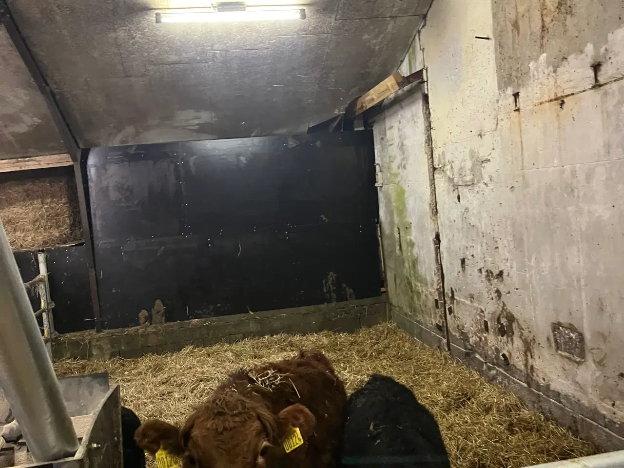 Billede 3 - Dexter kvier 