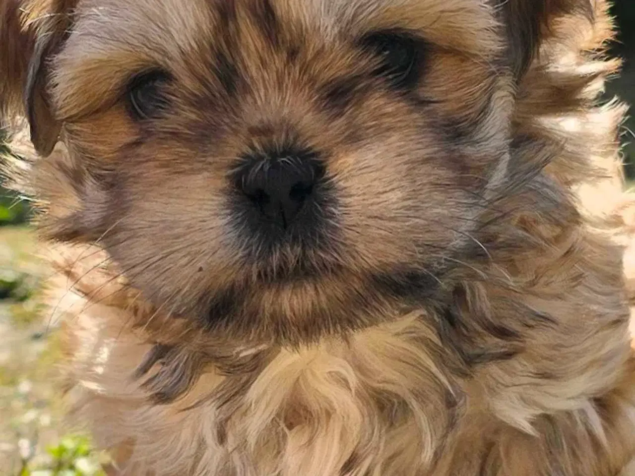 Billede 1 - Super dejlig tæve