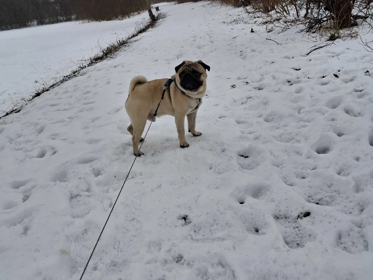 Billede 1 - Mops til parring  