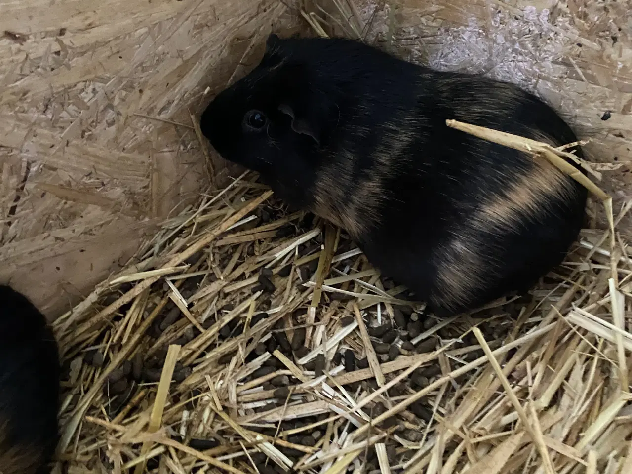 Billede 6 - Ophør med marsvin