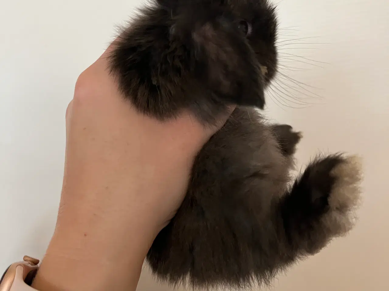 Billede 6 - 5 minilop unger på 8 uger