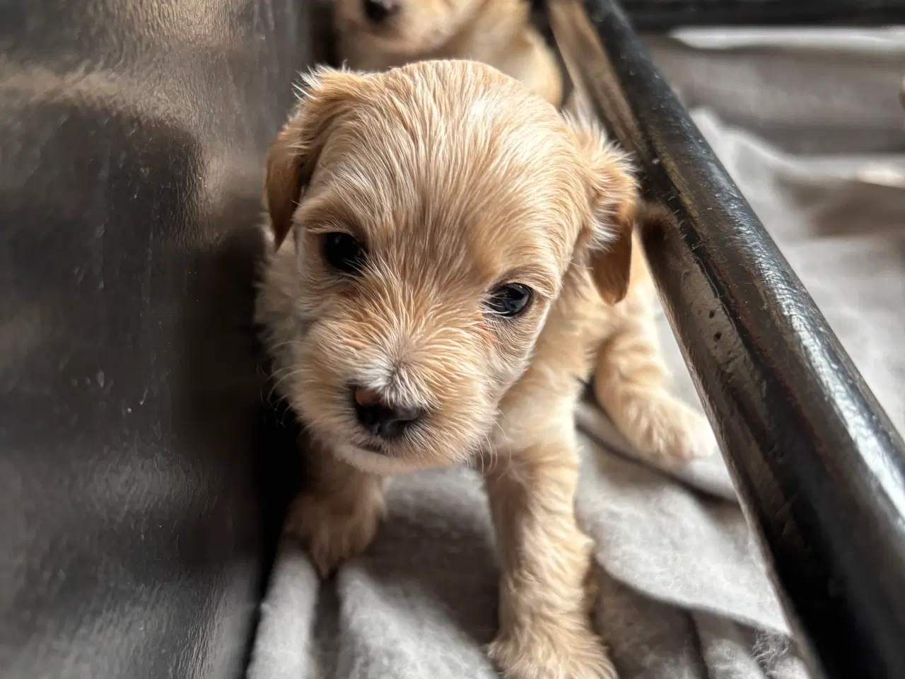 Billede 10 - Skønneste hundehvalpe, Bichonpoo/Doodle 
