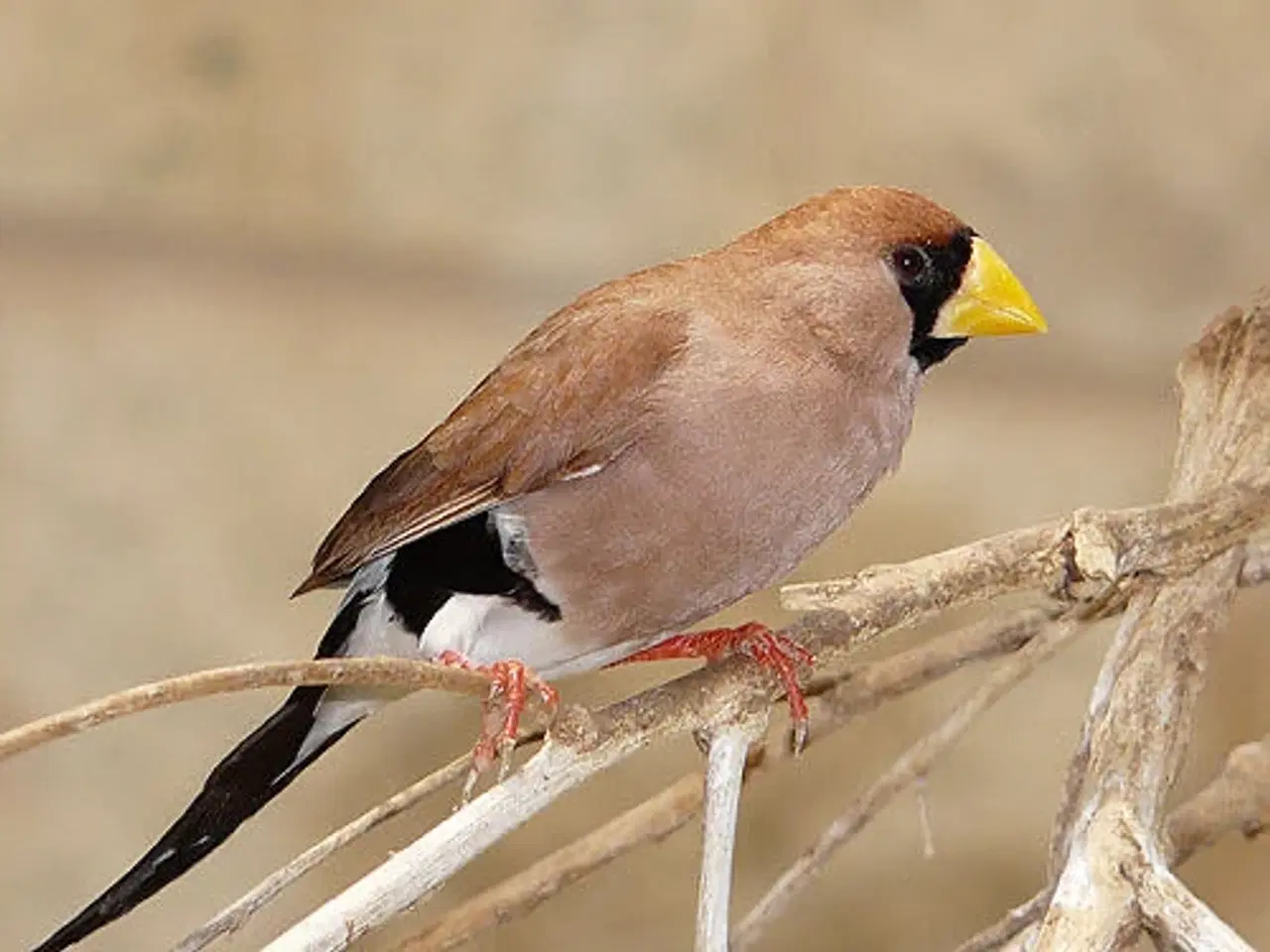 Billede 1 - 0.1 Maskebæltefinke.
