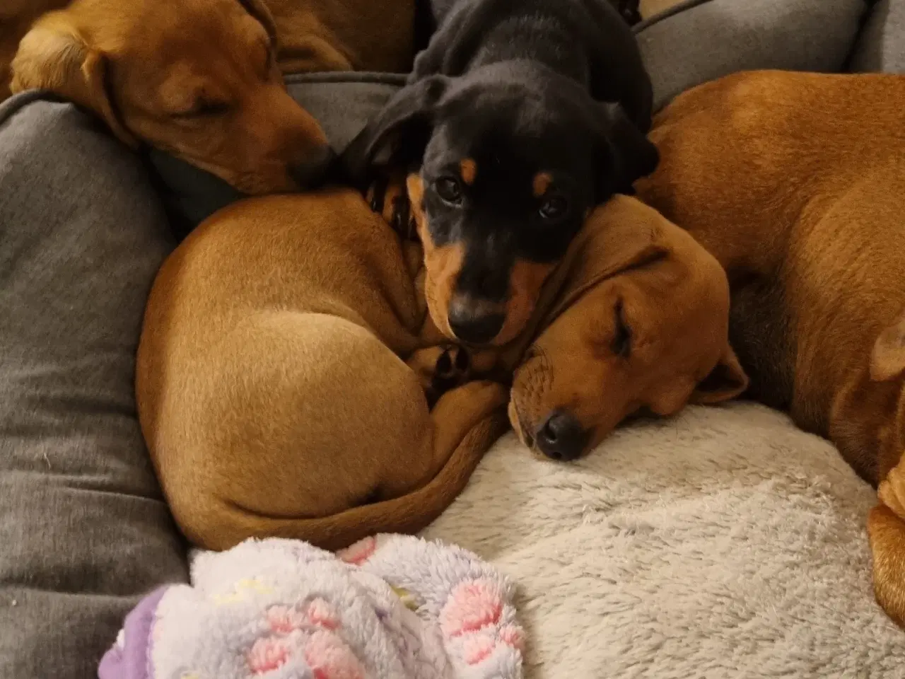 Billede 7 - 2 stk gravhundehvalpe korthåret mangler hjem