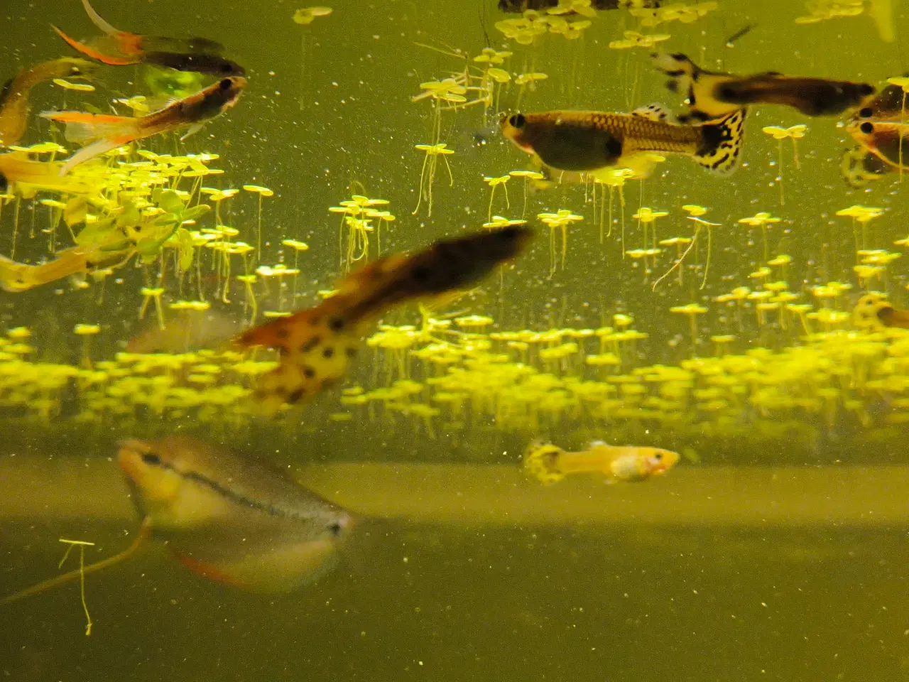 Billede 4 - Gubby, rejer, Helena snegle