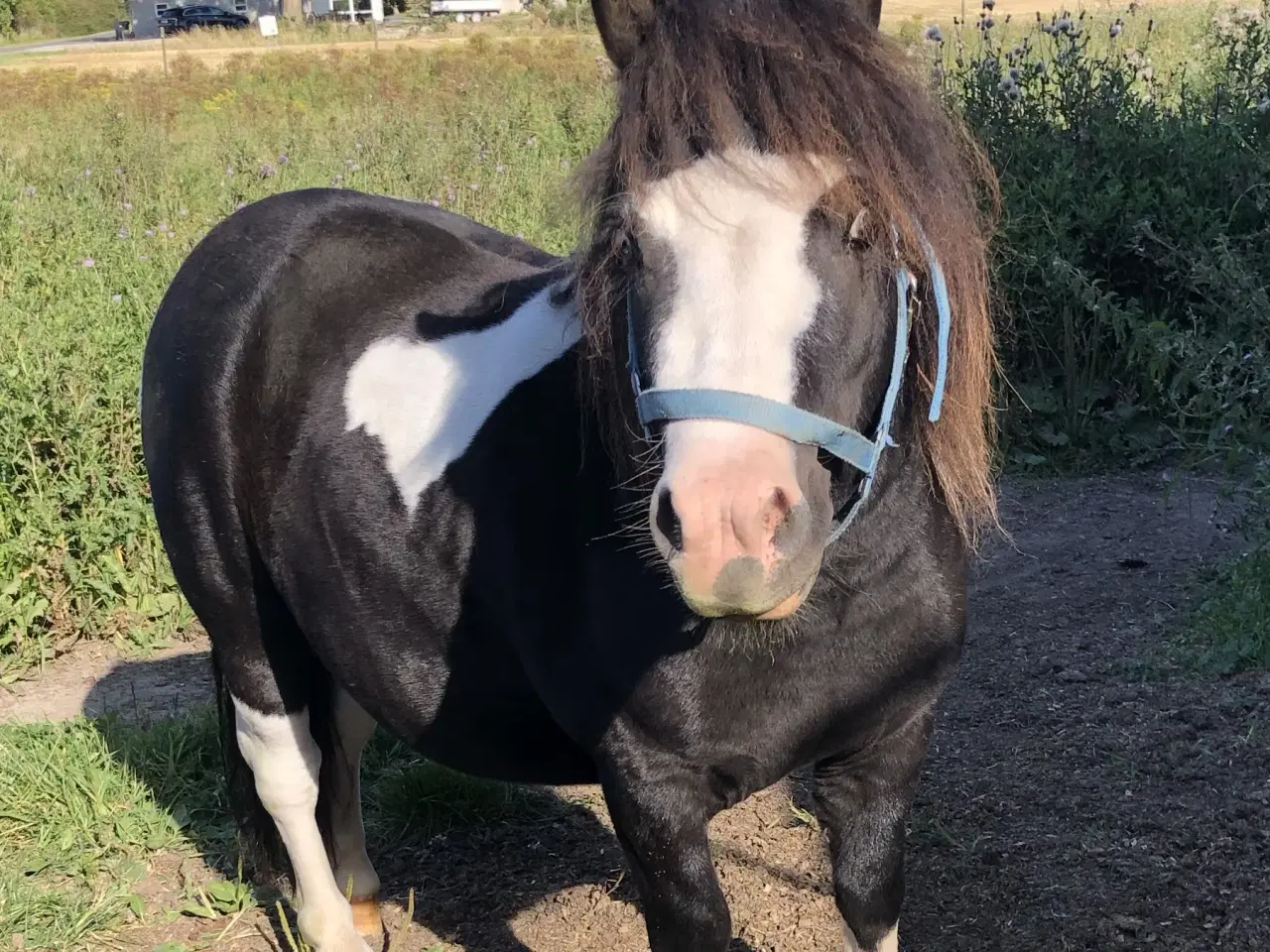 Billede 14 - Hingste