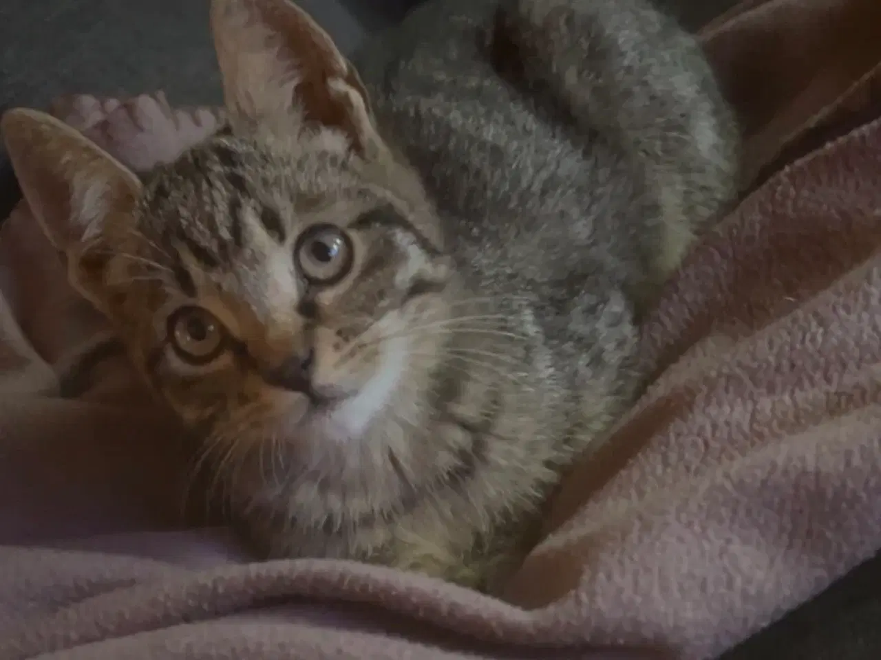 Billede 1 - To han killinger