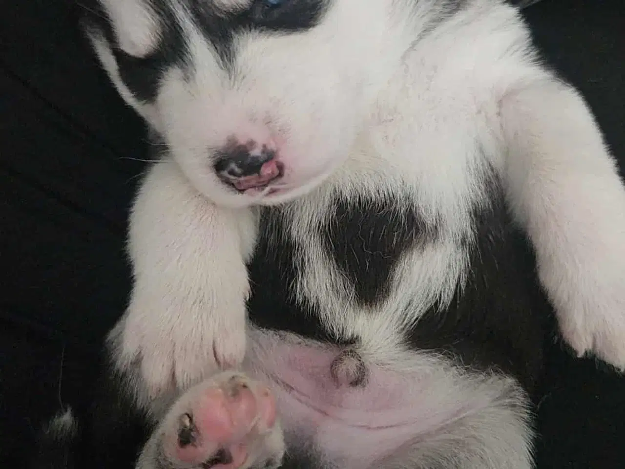 Billede 3 - Siberian Husky hvalper