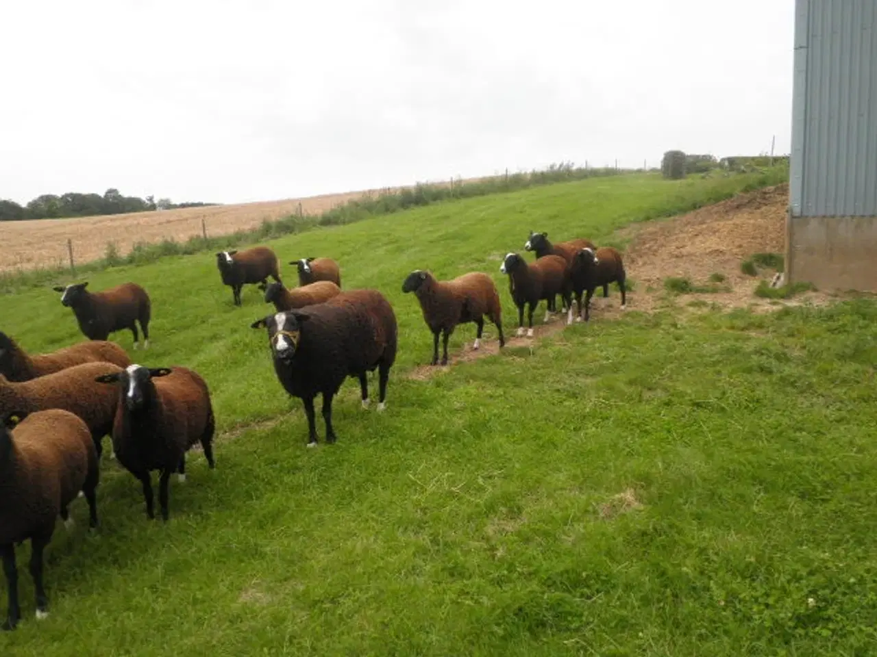 Billede 2 - Får og lam,  Zwartbles sælges m3 status