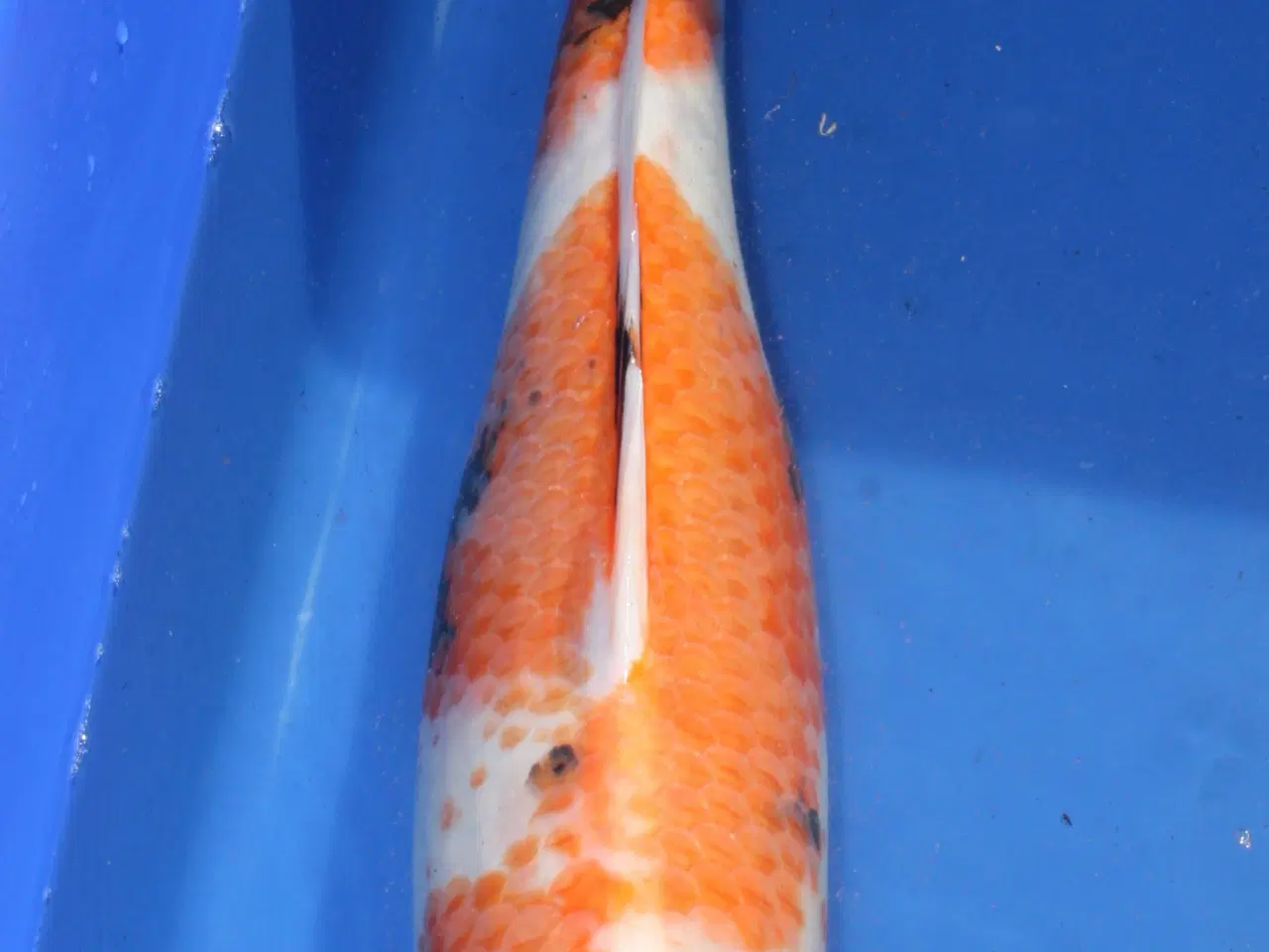 Billede 3 - Koi - Kuhaku - Chargoi - Showa 