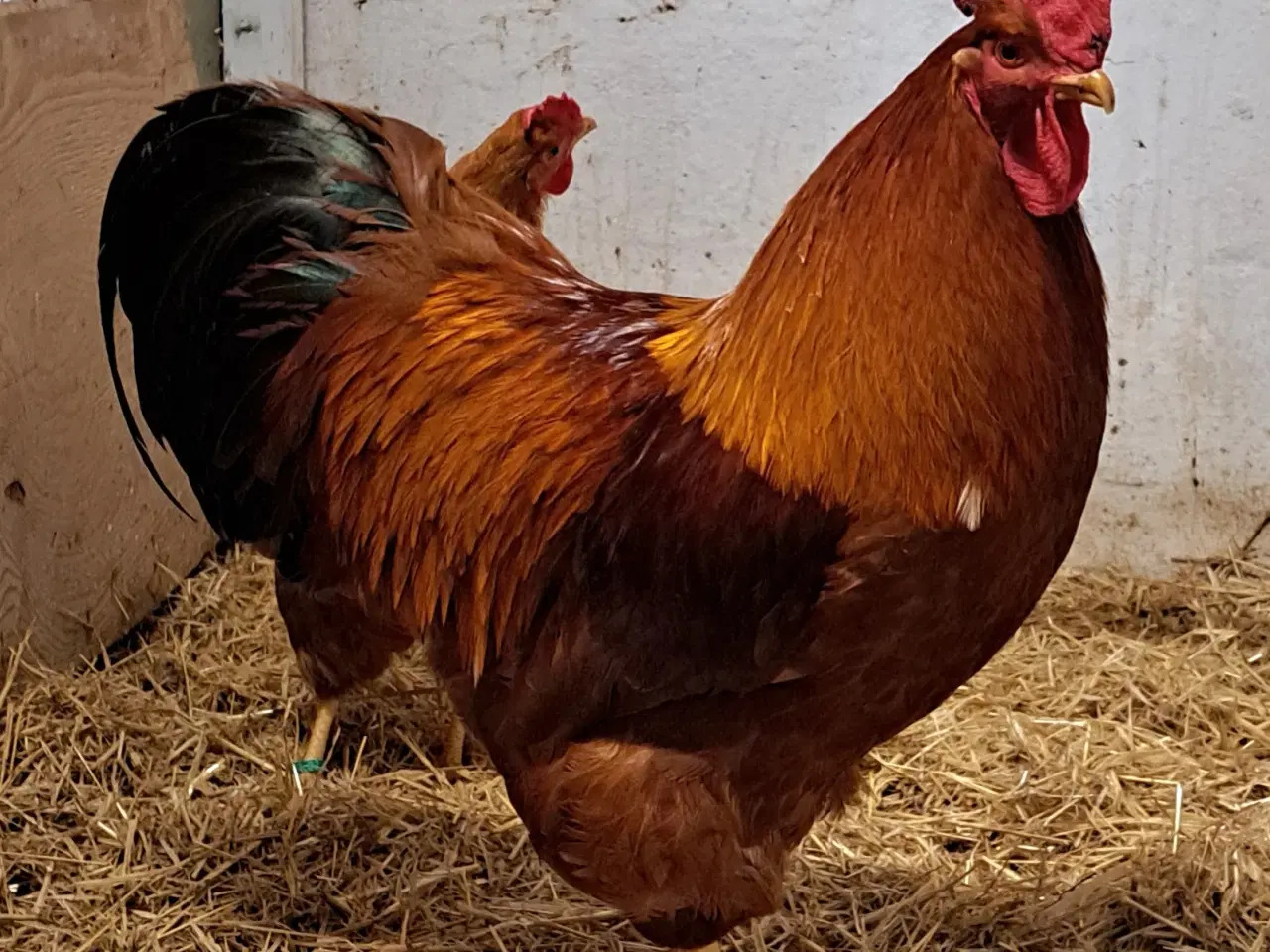 Billede 1 - New hampshire