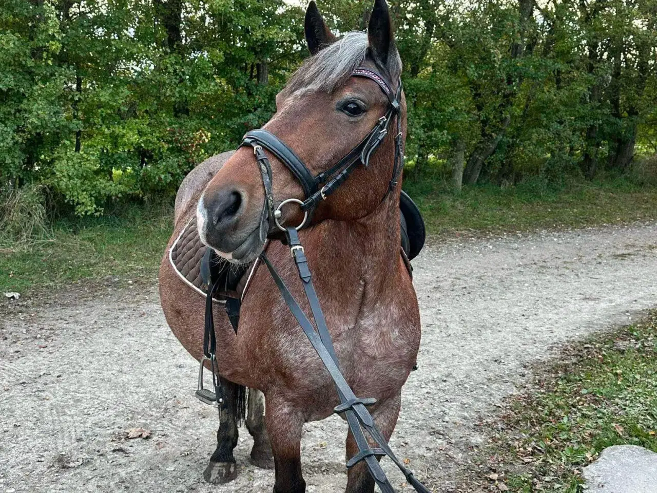 Billede 3 - Charmende pony søger nyt hjem 