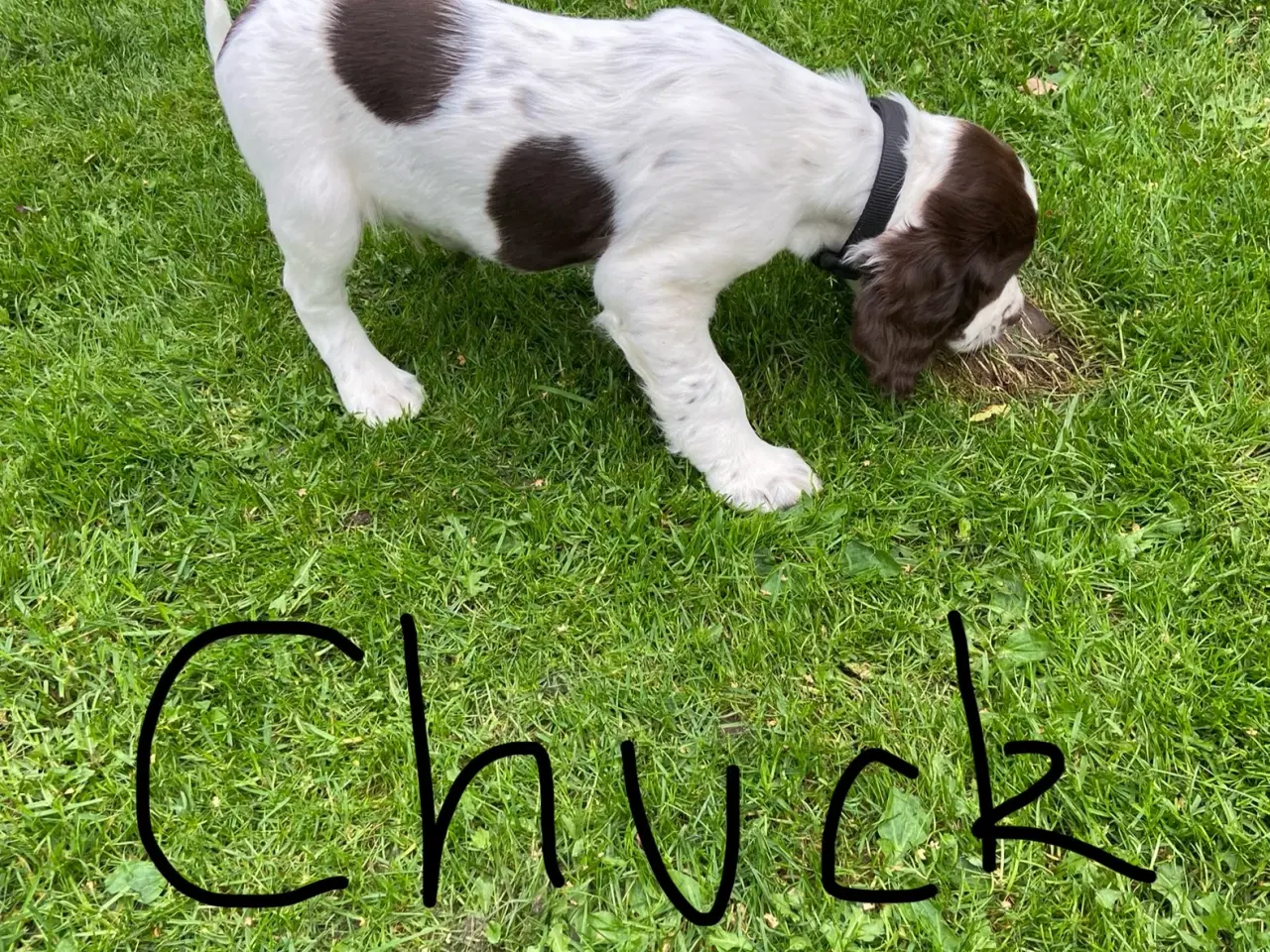 Billede 5 - FT springer spaniel