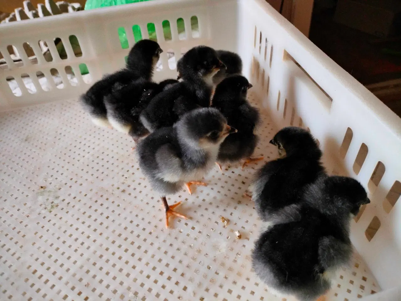 Billede 1 - Kyllinger 