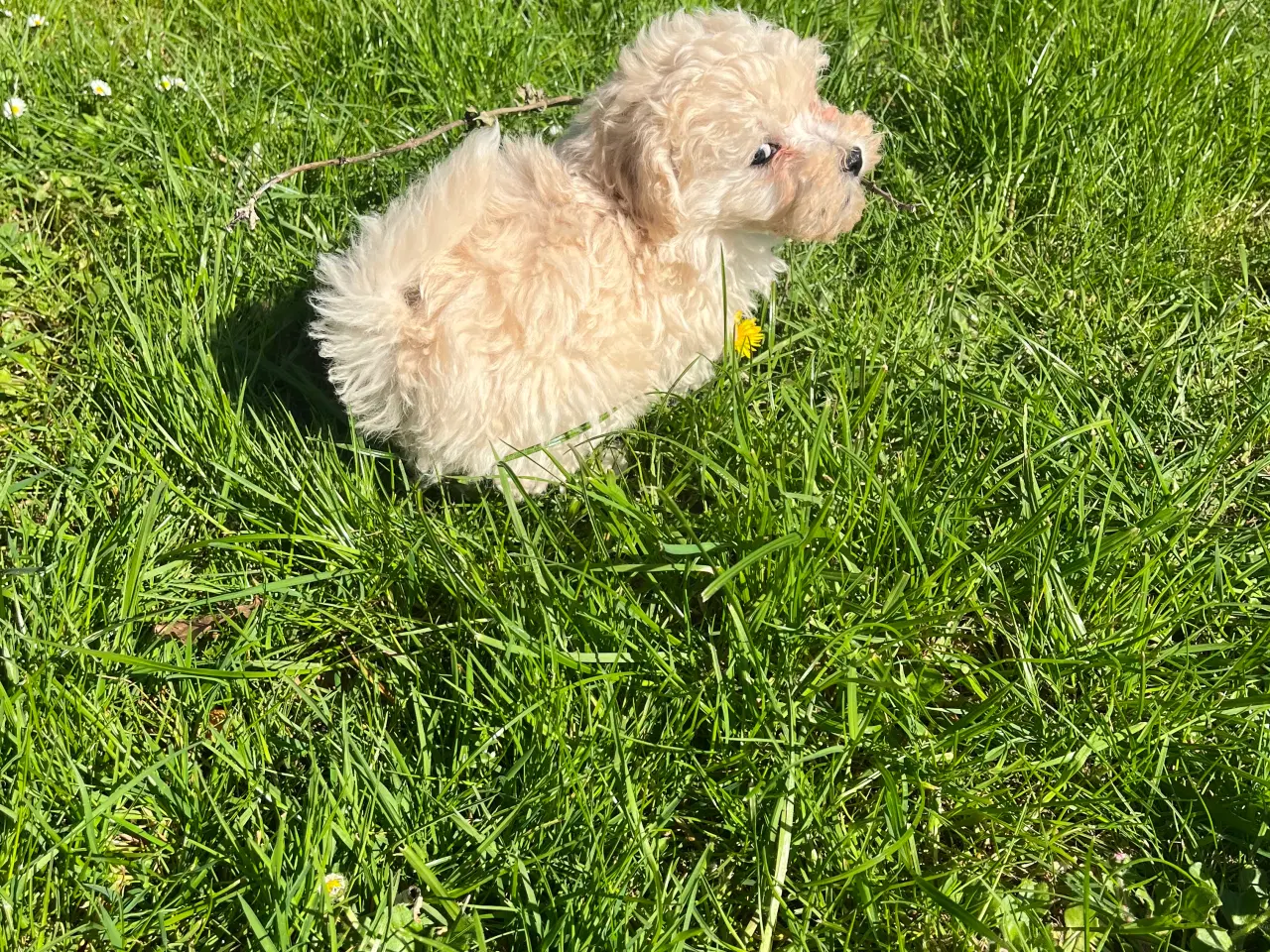 Billede 7 - Maltipoo hvalpe