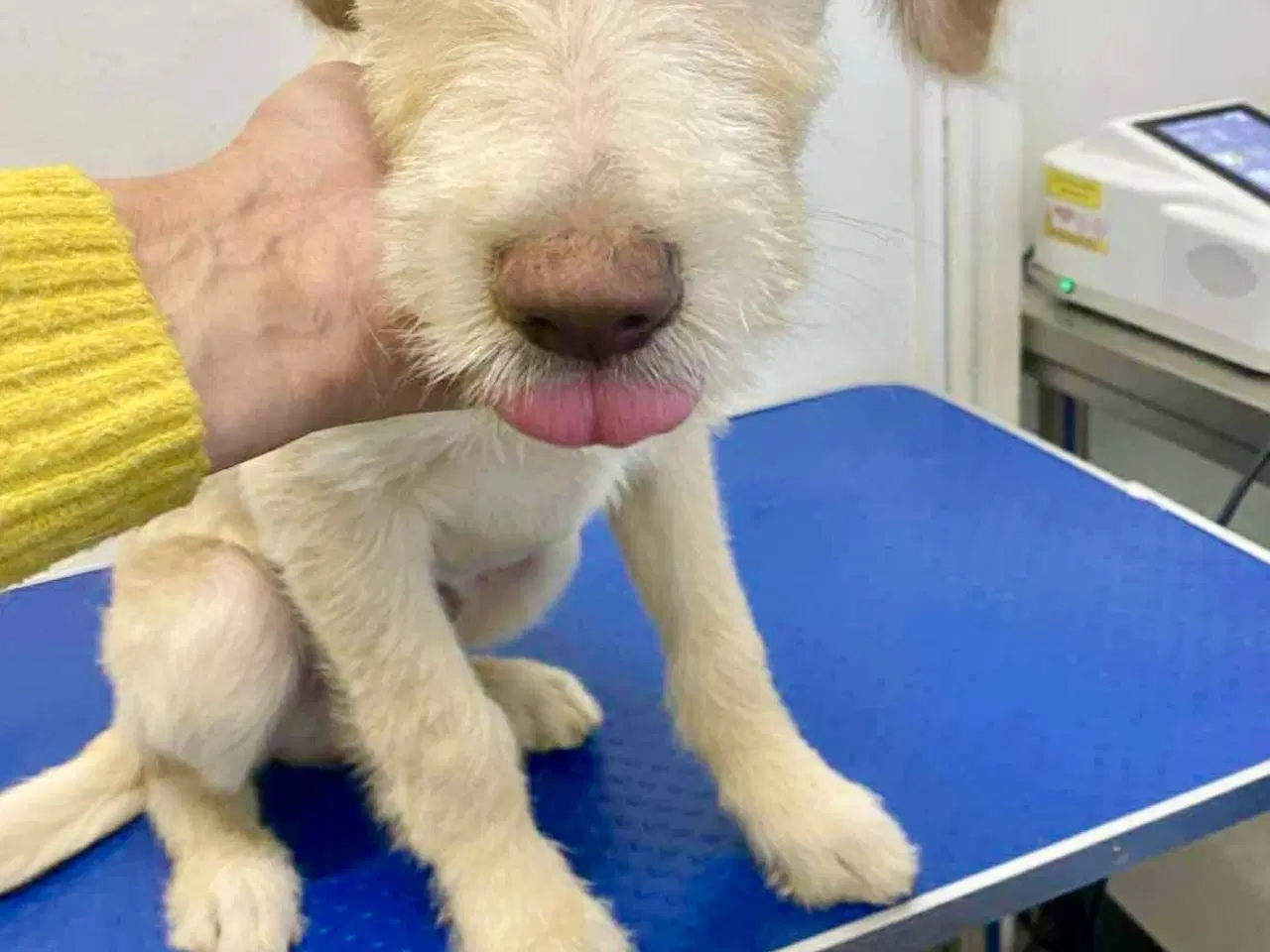 Billede 10 - Vidunderlige DJ leder efter sin 4-ever familie🏡💞