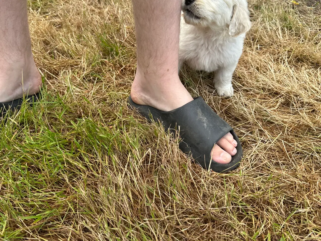 Billede 5 - Golden Doodle 