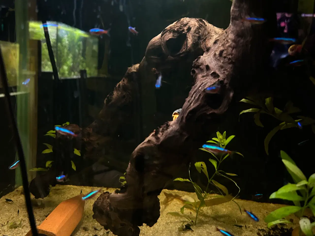 Billede 8 - 🐠❤️ Rød Neonfisk – glade og aktive stimefisk 