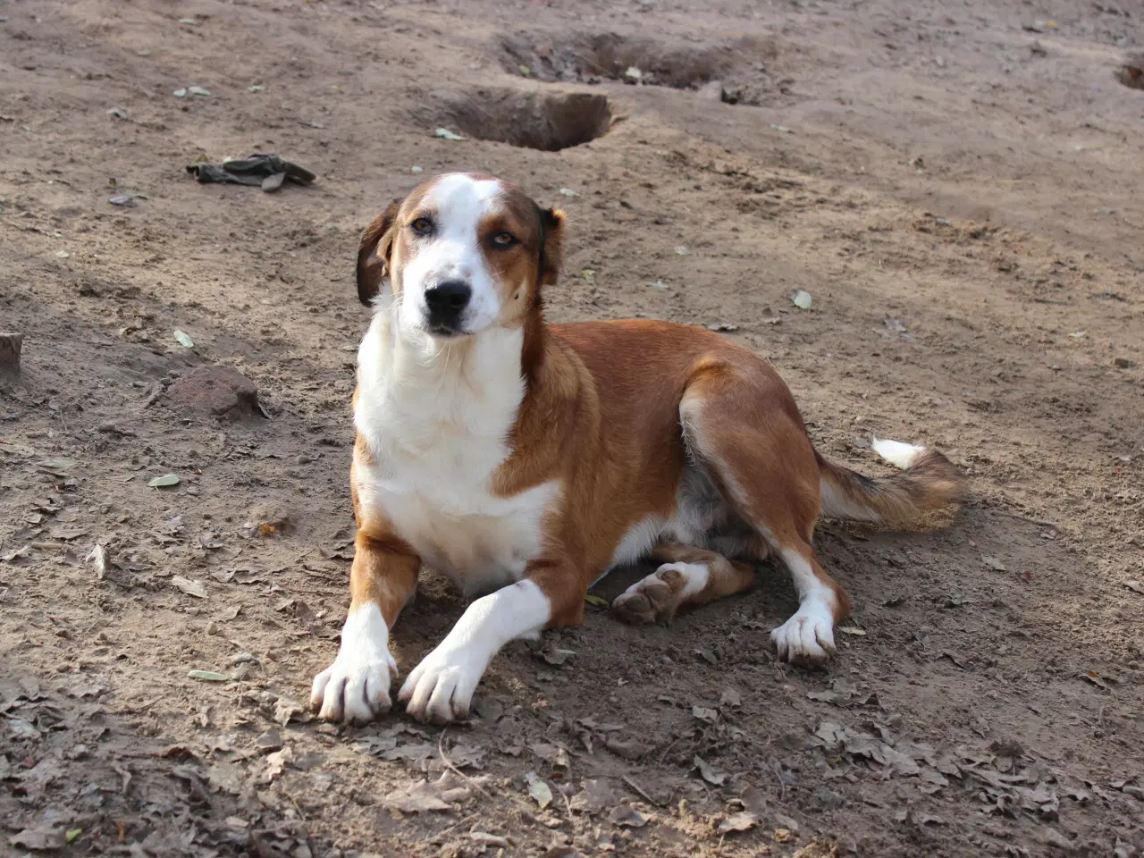 Billede 12 - Henry - med det smukke smil 💙