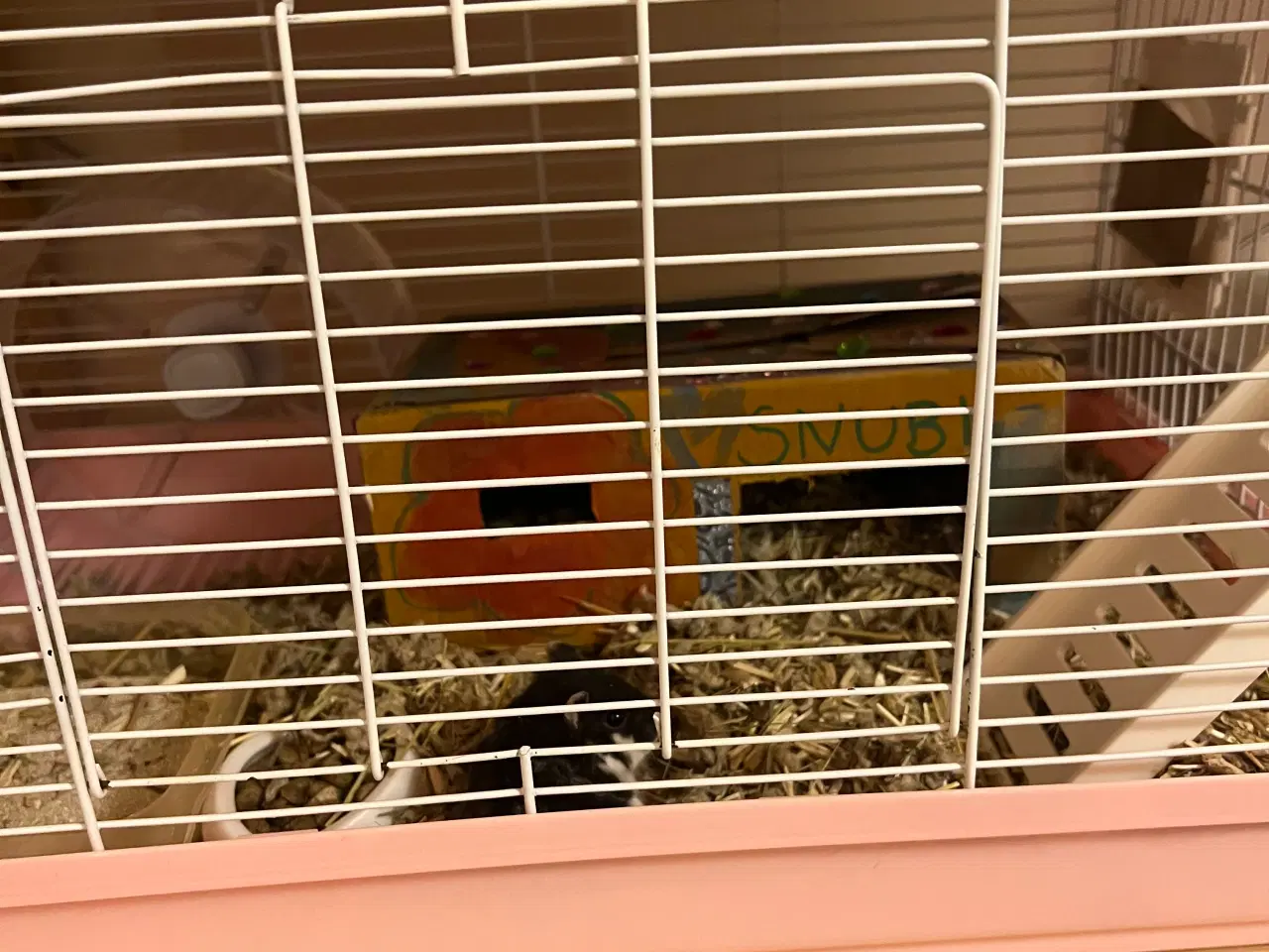 Billede 6 - Hun dværg hamster sælges