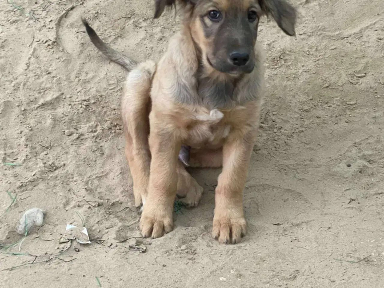 Billede 4 - Hund (blanding/gadehund)