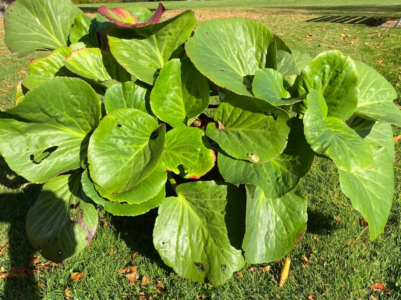 Billede 1 - Stor kæmpestenbræk