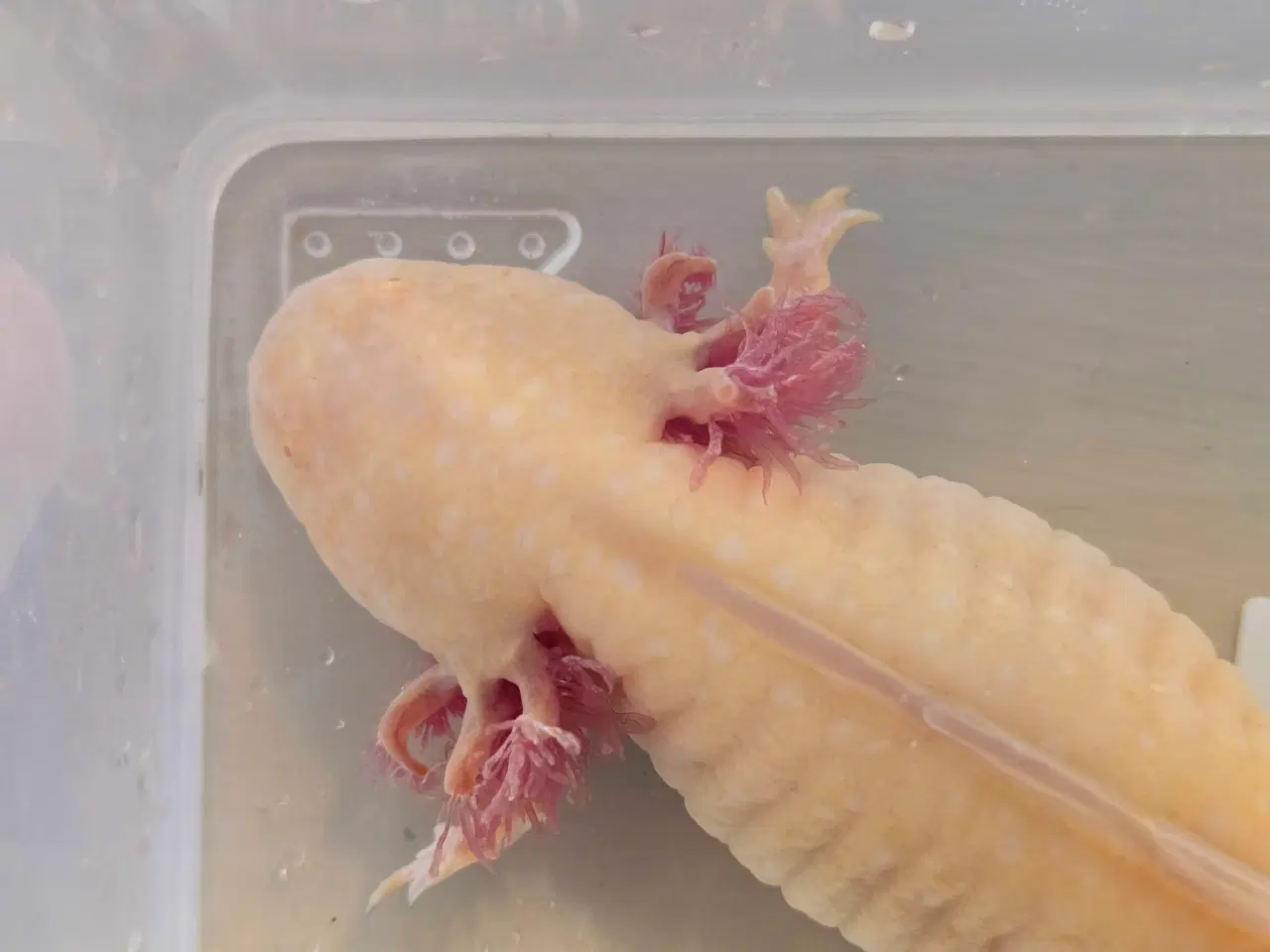 Billede 6 - Sjældne voksne axolotler 