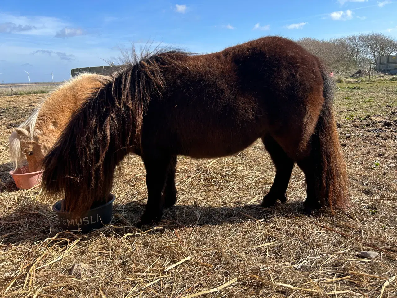 Billede 2 - Charmerende mini shetlænder hoppe sælges 