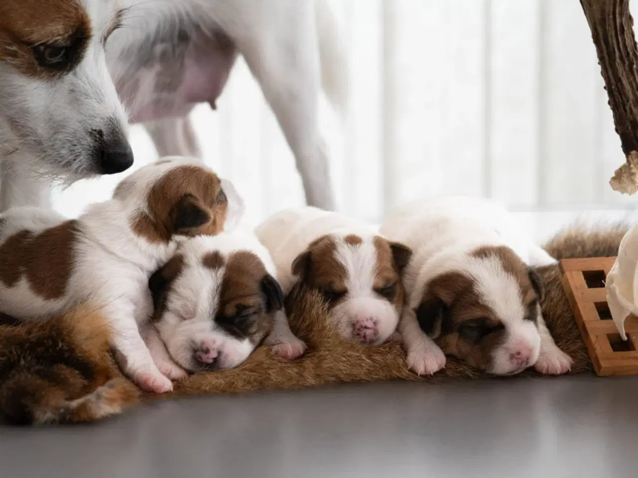 Billede 1 - Ægte Jack Russell terrier hvalpe sælges