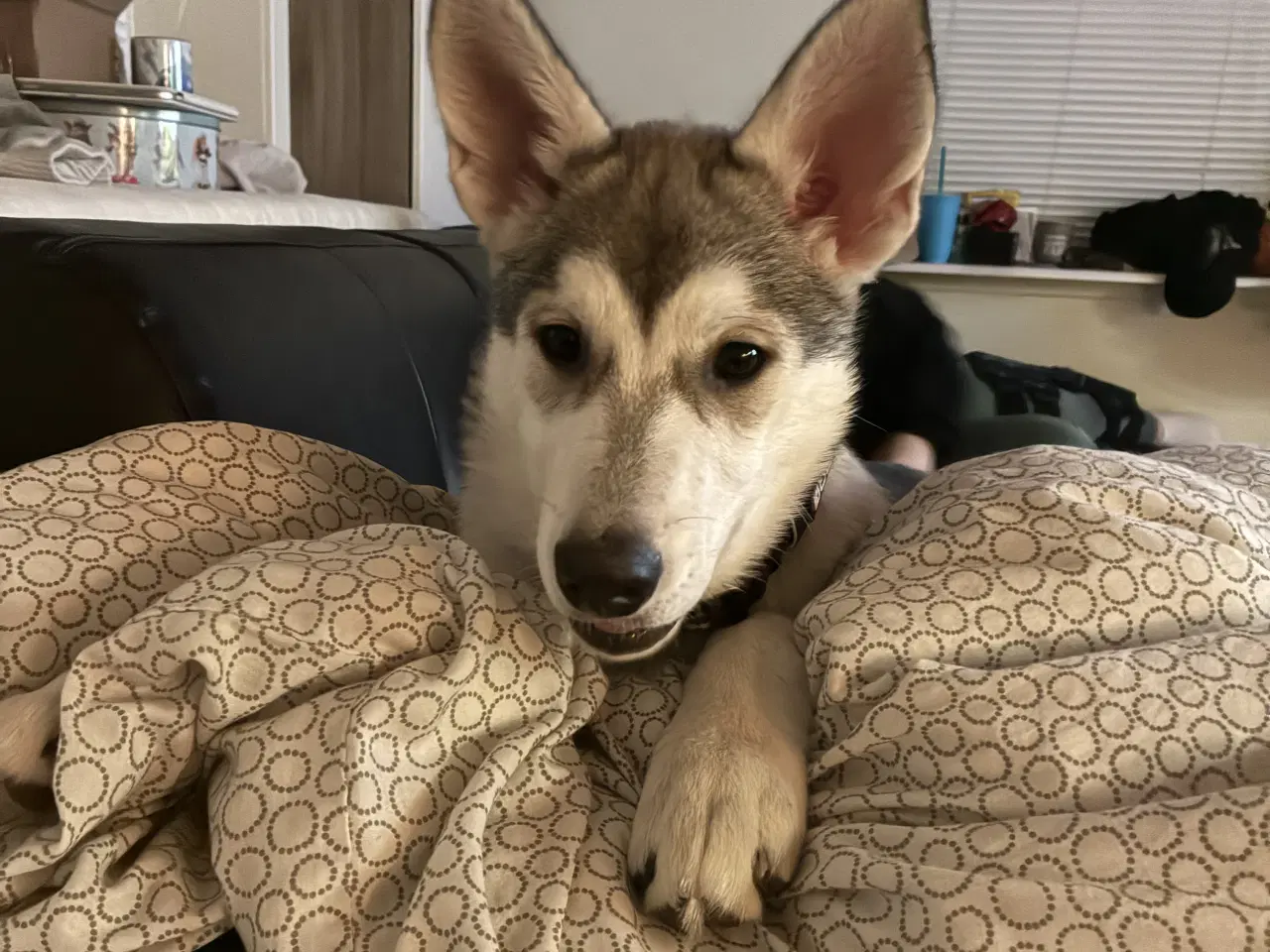 Billede 1 - Stor hvalp 