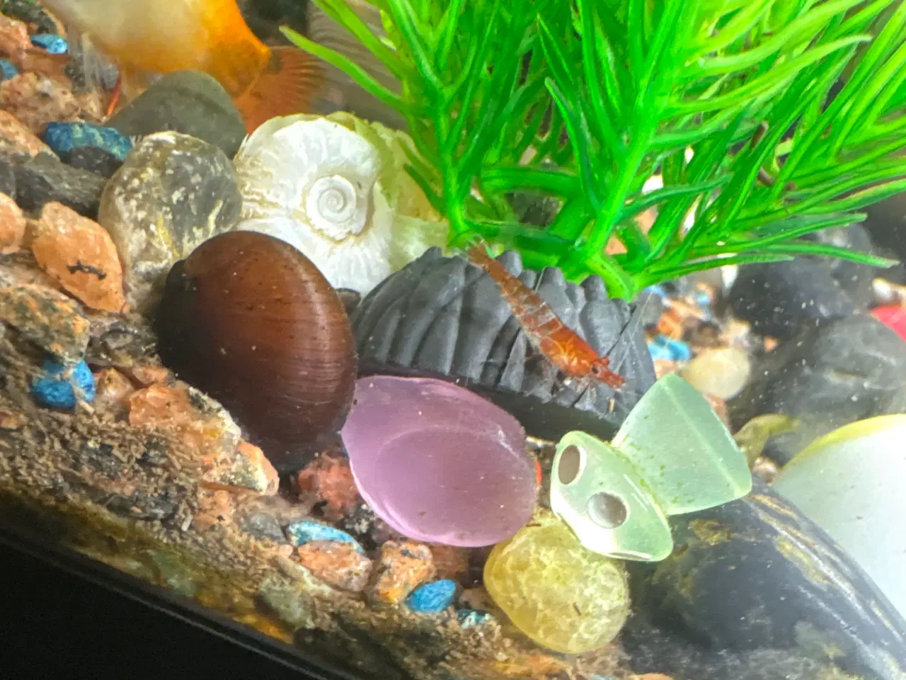 Billede 8 - Akvarium med fisk rejer og tilbehør