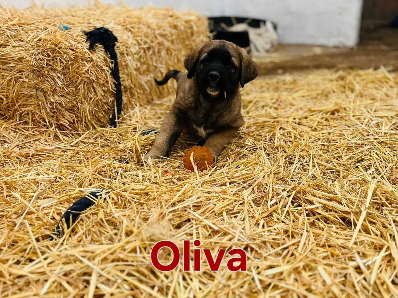 Billede 1 - Mastif hundehvalpe