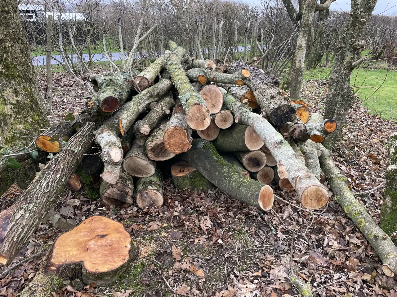 Billede 1 - Træ til brænde 