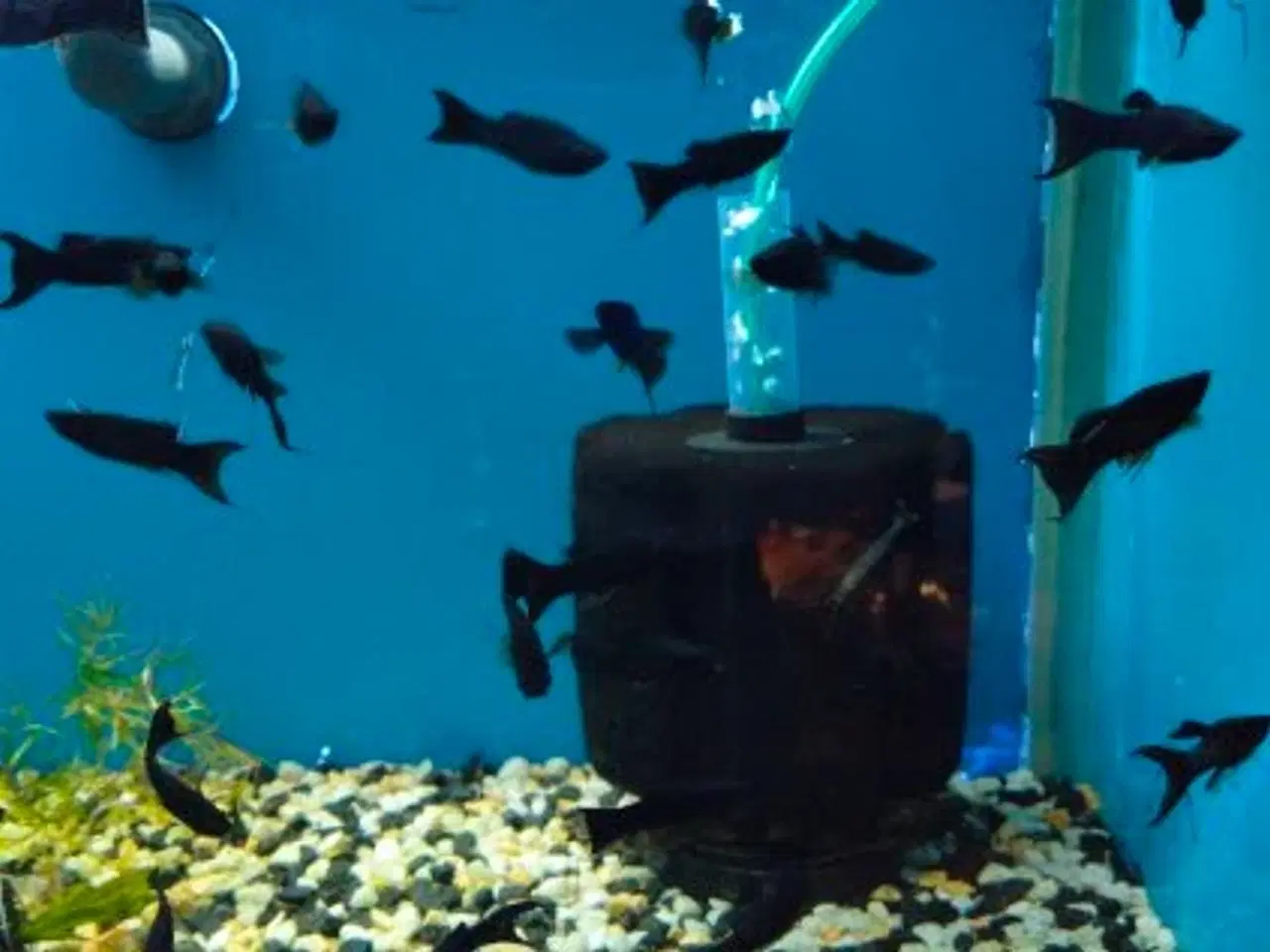 Billede 2 - 🖤🐠 SORTE MOLLY TIL SALG 🐠🖤