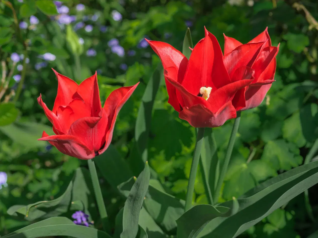 Billede 6 - Botaniske Tulipaner Mix - Tulipanløg