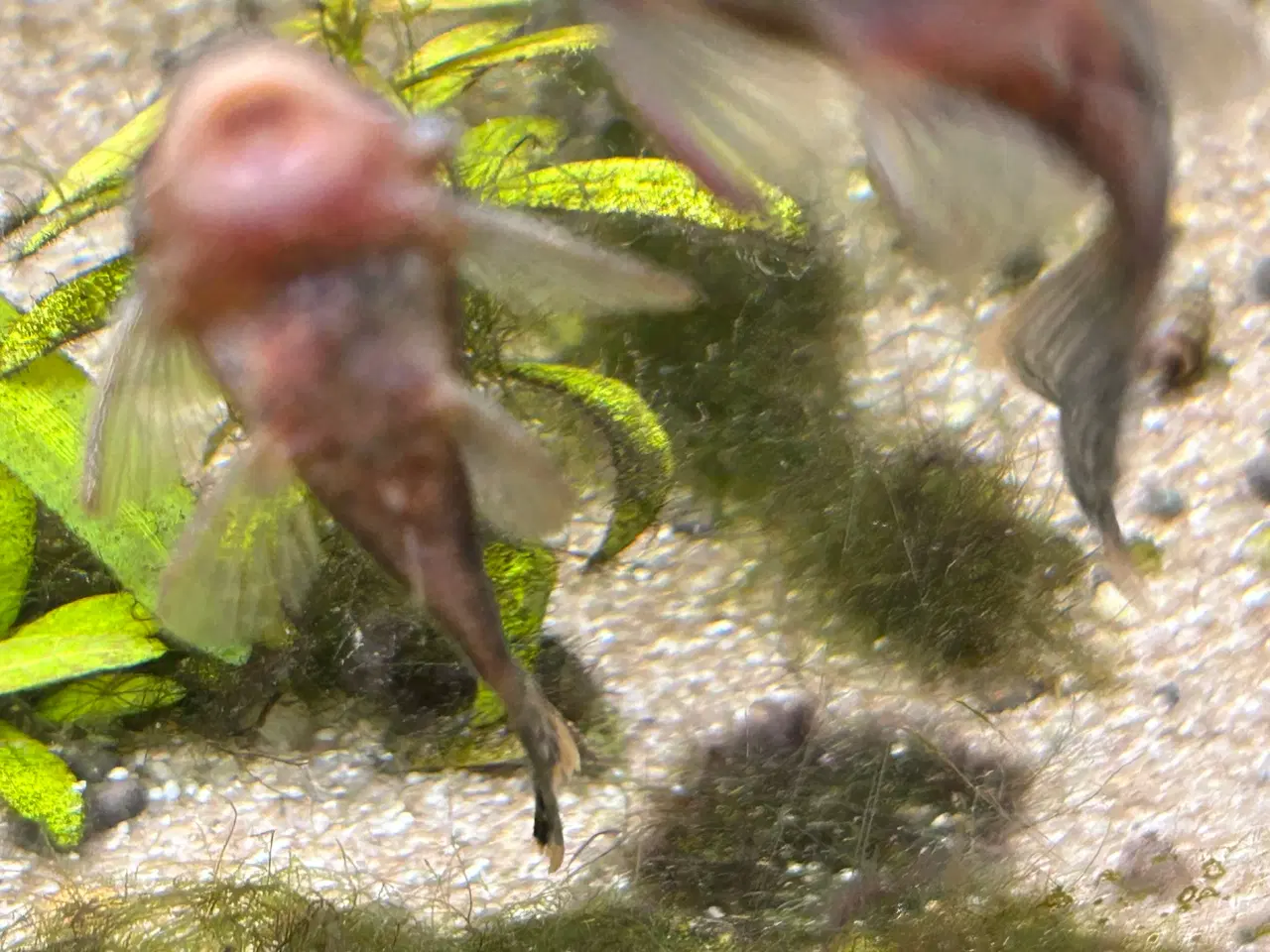 Billede 2 - 🐟 LDA16 Ancistrus maller – sunde og aktive