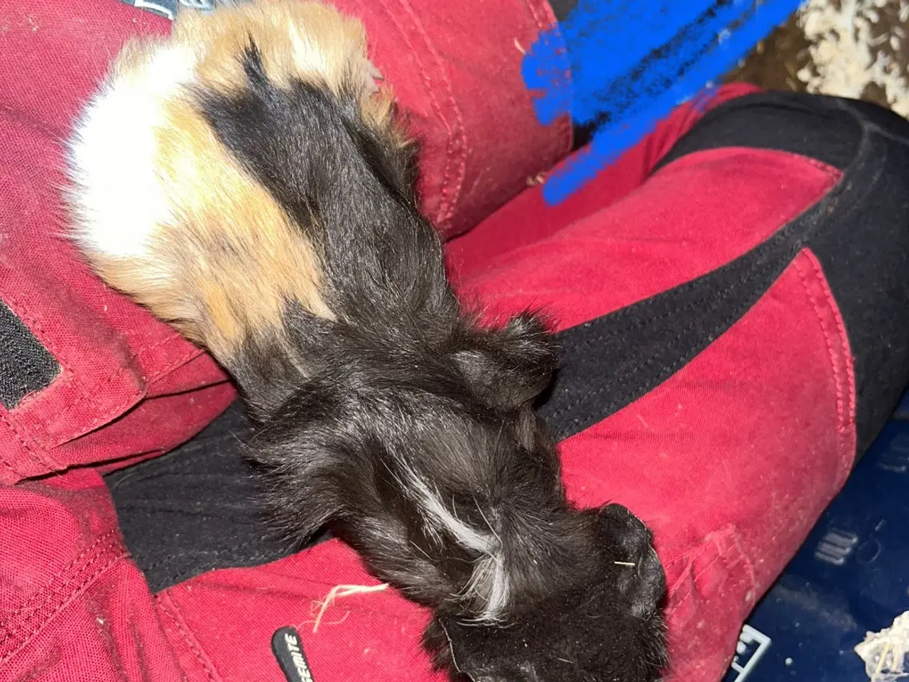 Billede 6 - Marsvin drenge unger og nesten voksne