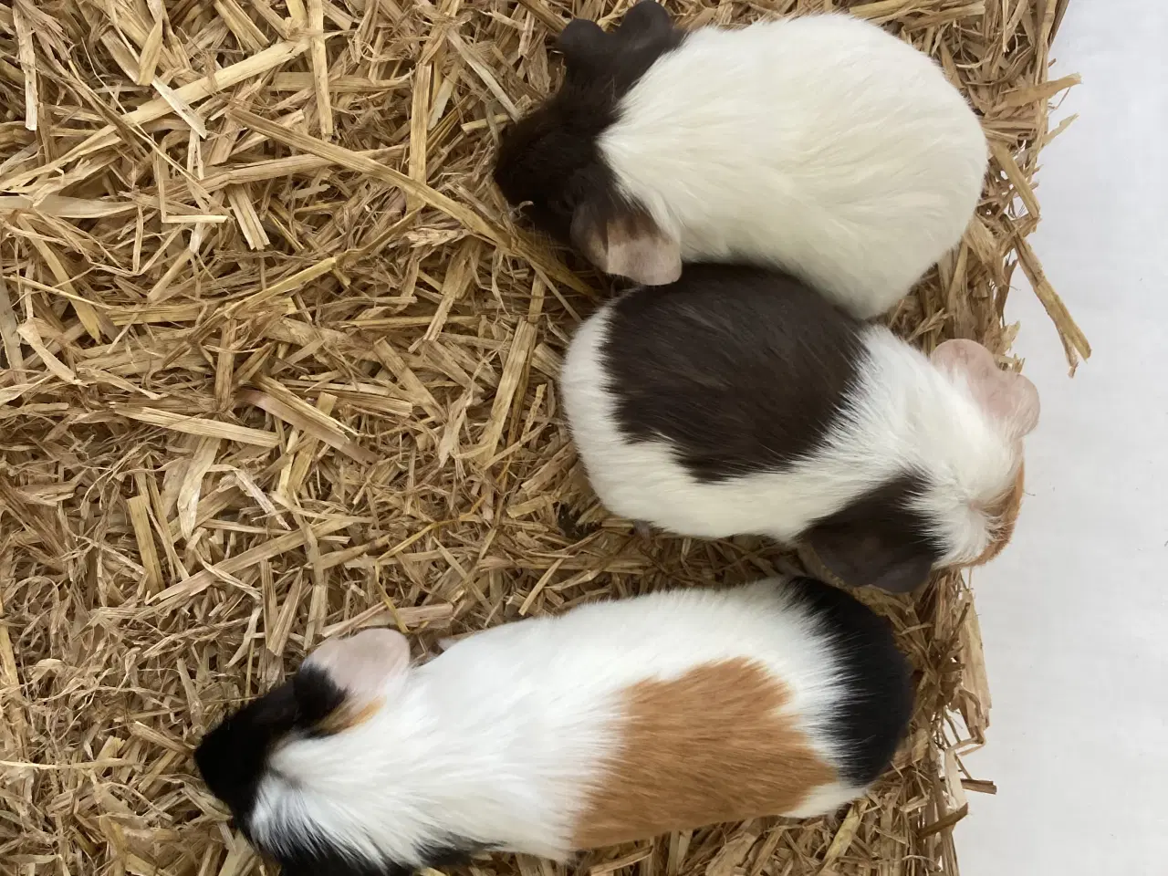 Billede 4 - Glathåret Marsvin 