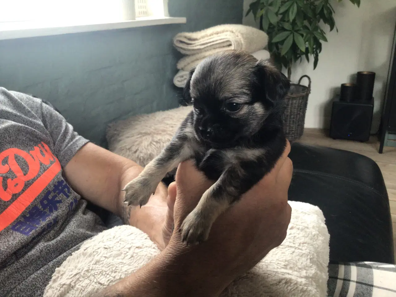 Billede 9 - Chihuahua hvalpe til salg