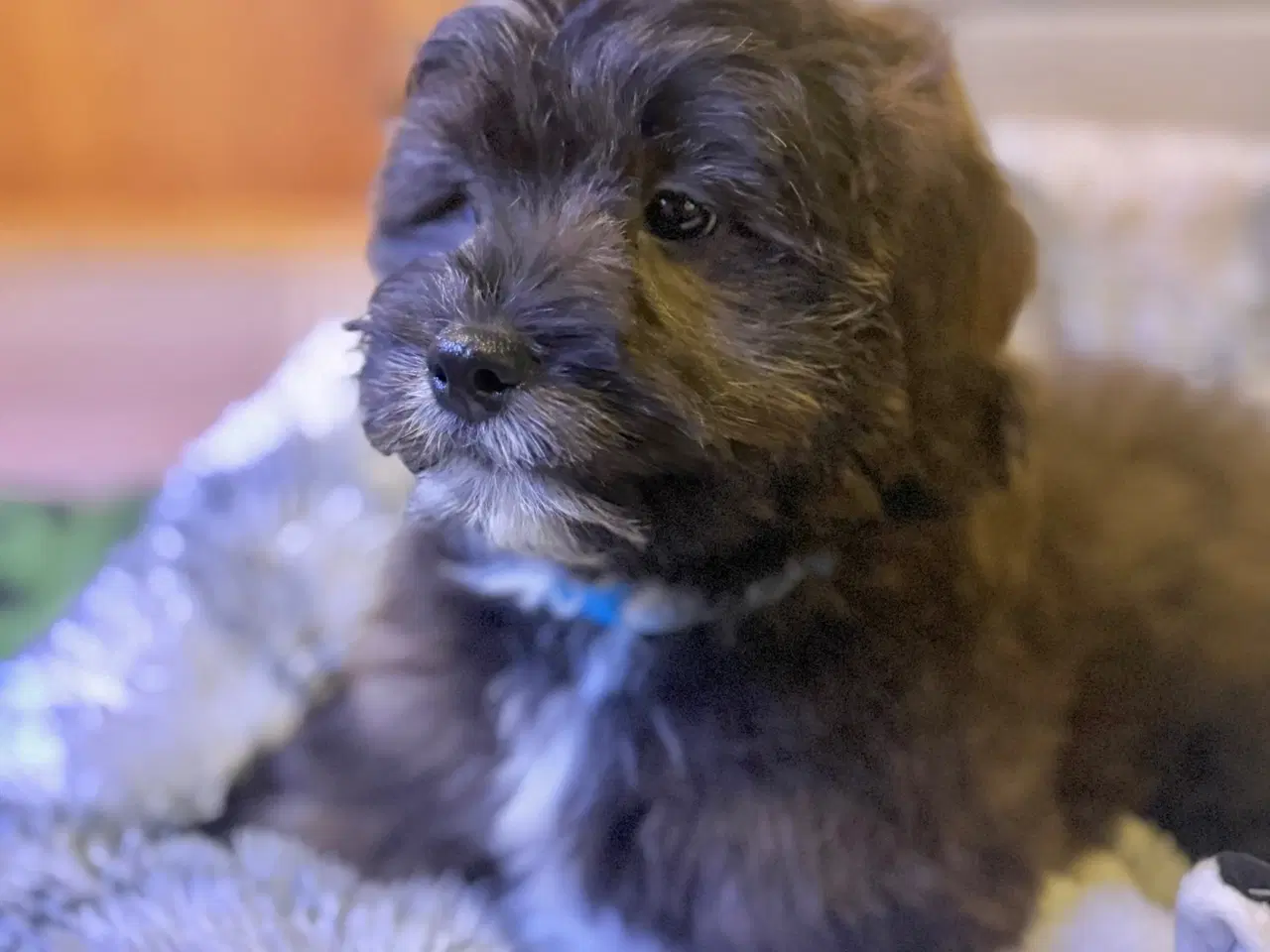 Billede 7 - Cavapoo Far/  Shih tzu-mor/ 