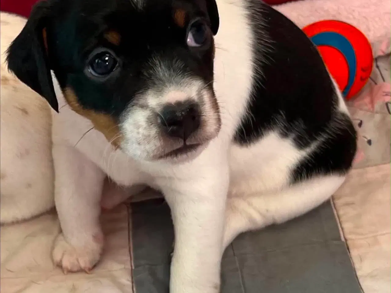 Billede 1 - To Dansk Svenske Gårdhunde hvalpe sælges