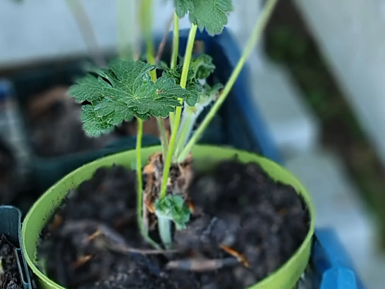 Billede 4 - Lilla geranium i potte 