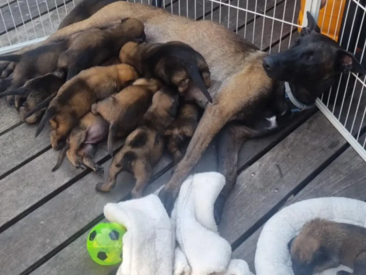 Billede 1 - Hvalpe Malinois Belgisk hyrdehund