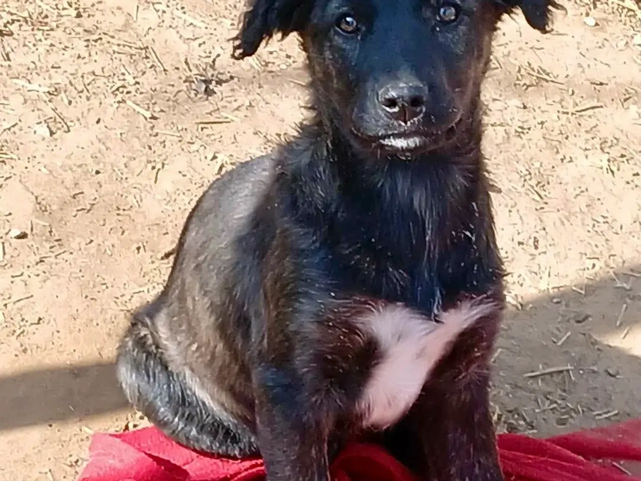 Billede 3 - Sødeste Zia leder efter sin helt egen familie 💝