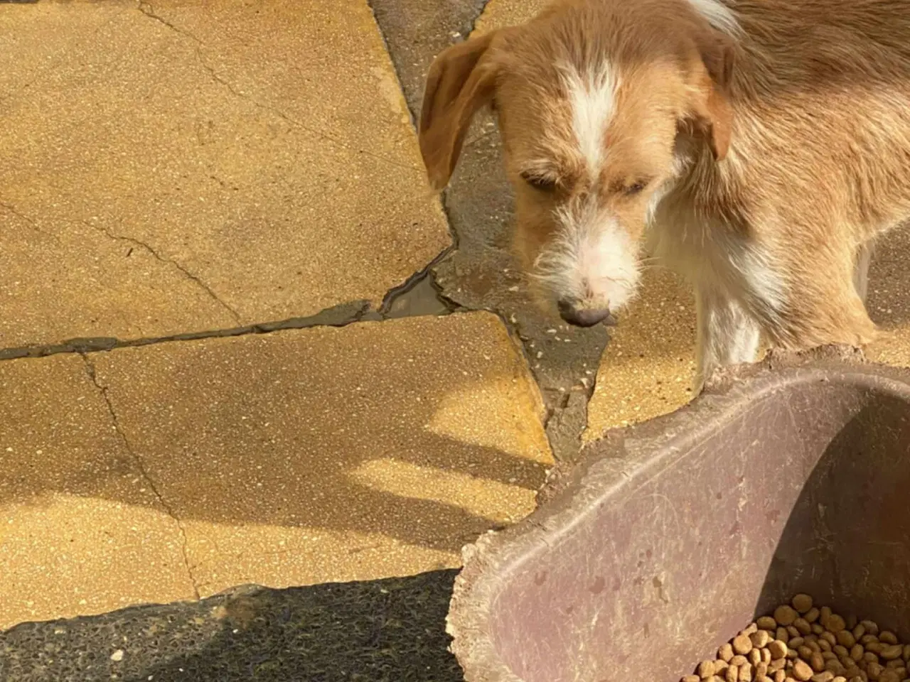 Billede 3 - Skønne Cairo søger sit 4ever hjem