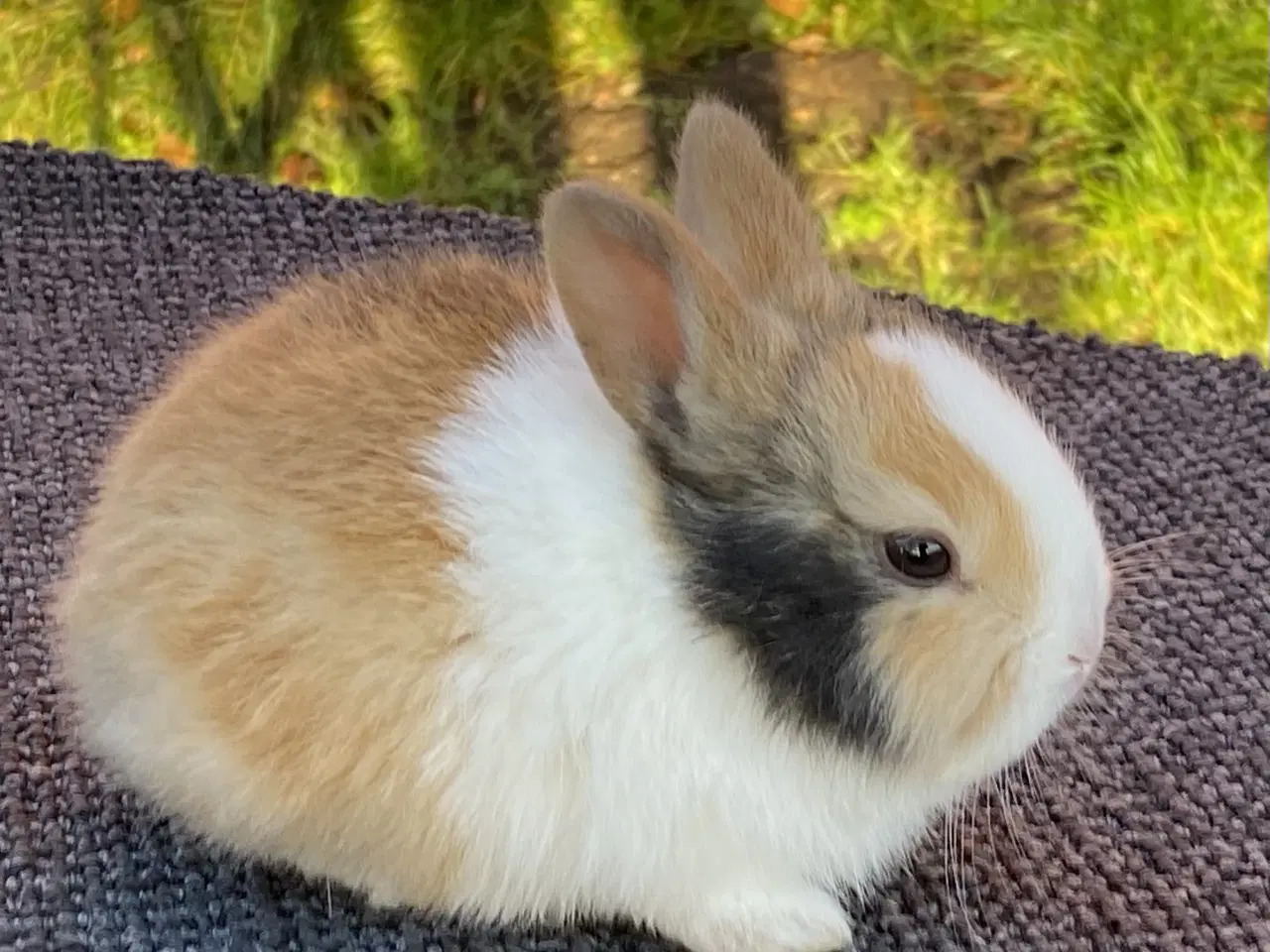 Billede 7 - HOLLÆNDER HUN JAPANER SORT/GUL